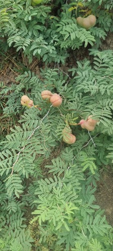 Syrian Mesquite