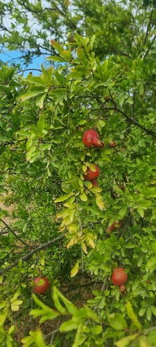 pomegranate