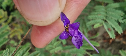 Forking Larkspur