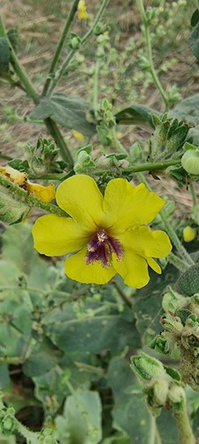 wavyleaf mullein