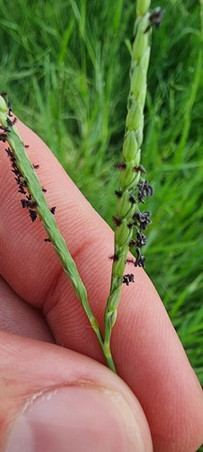 knot grass