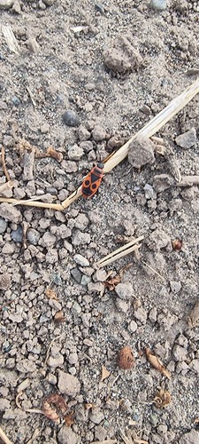European Firebug