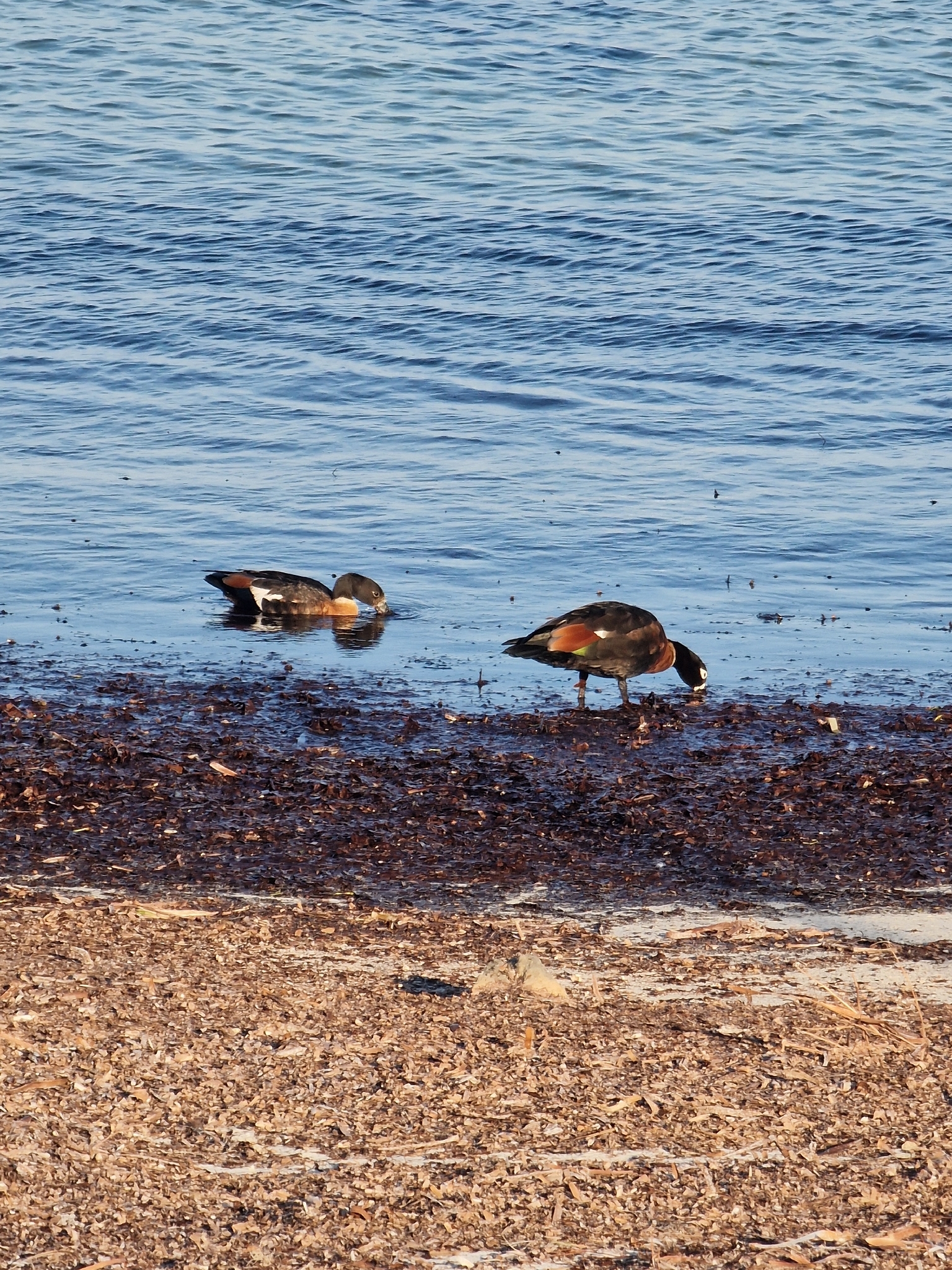 Australian Shelduck (Tadorna tadornoides), photo 8