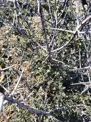 Ceanothus cuneatus cuneatus