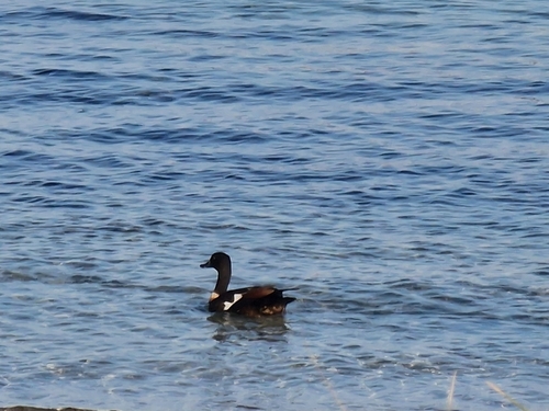 Australian Shelduck (Tadorna tadornoides), photo 7