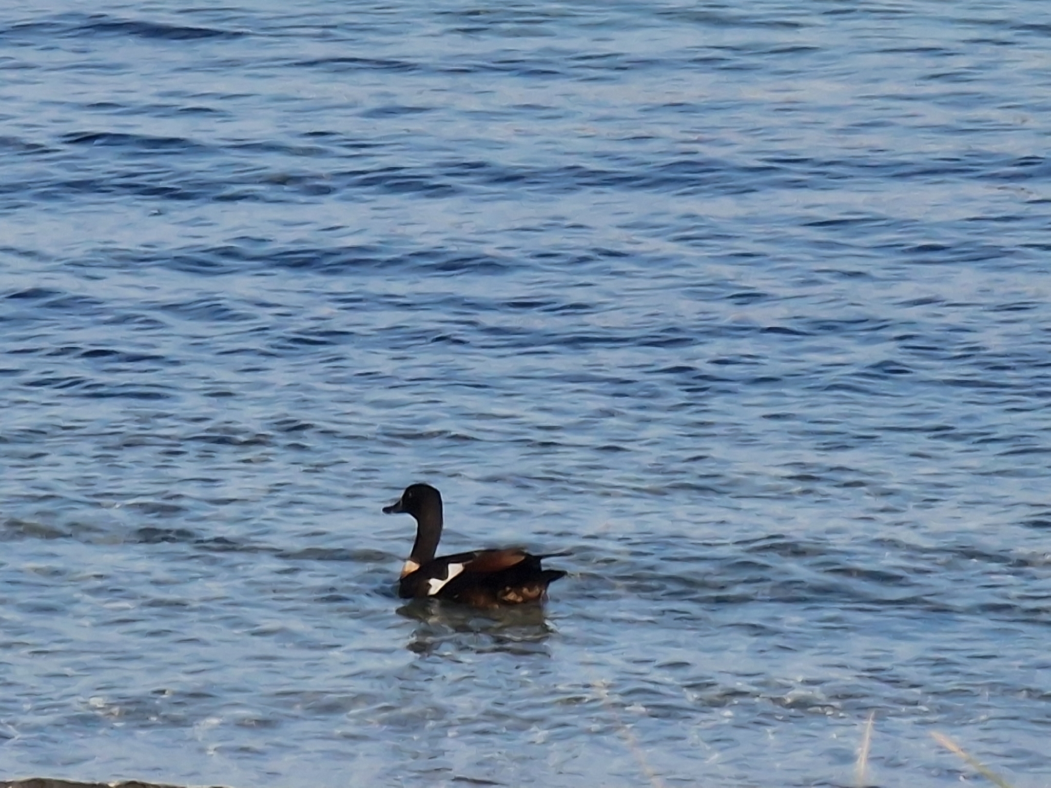 Australian Shelduck (Tadorna tadornoides), photo 9