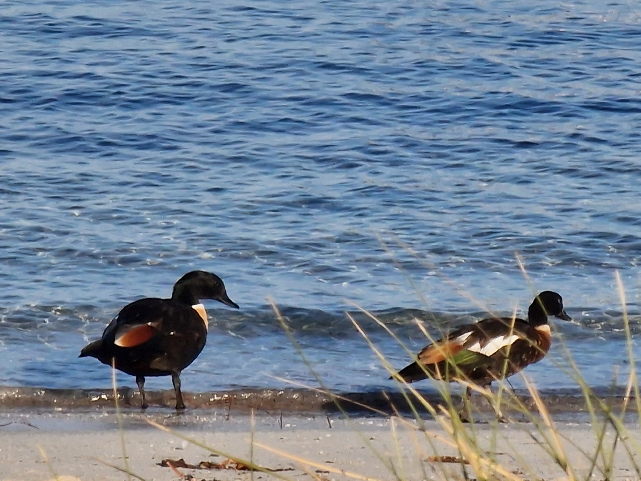 Australian Shelduck (Tadorna tadornoides), photo 10