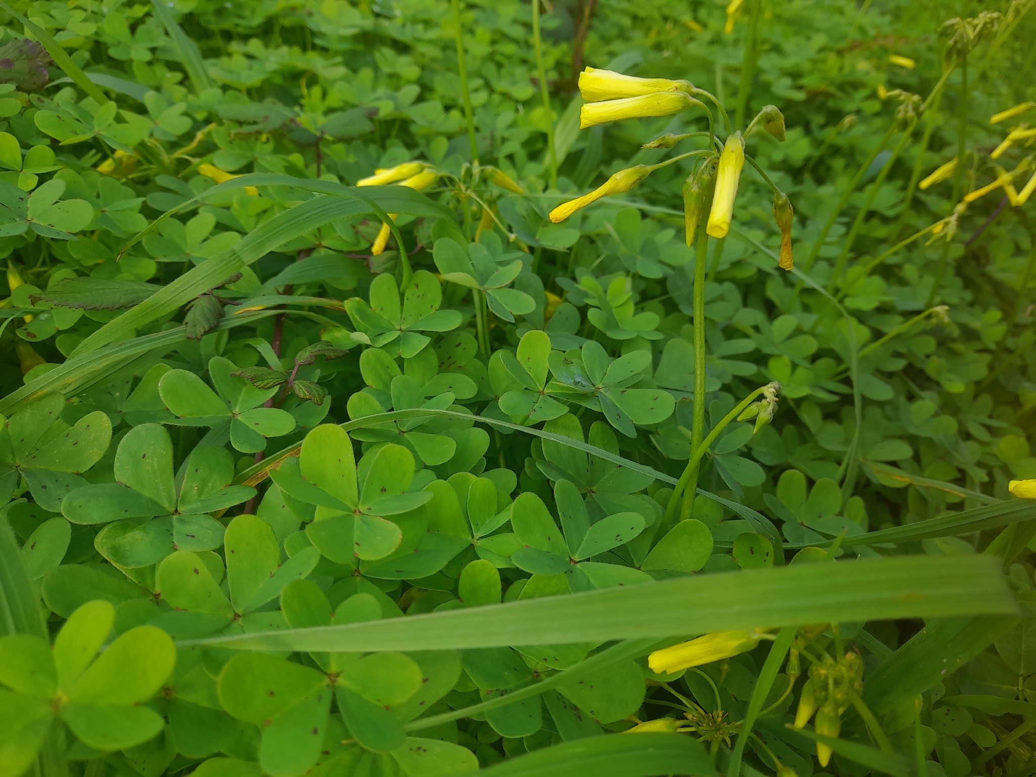 Vinagrella