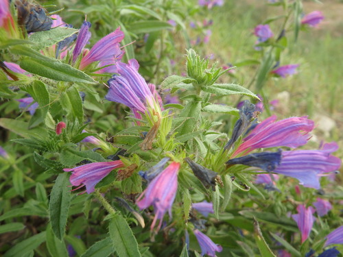 Lax Viper's-bugloss (Echium rosulatum)