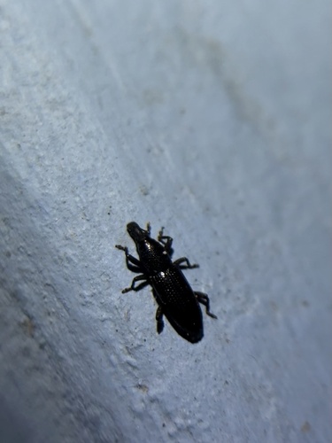 Oxydema longulum, 2025-12-31