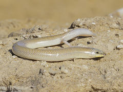 Senegal Sand Skink photo 3