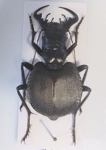 Manticora tyrannus