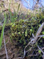 Bartramia stricta