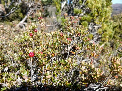 Cyathodes straminea
