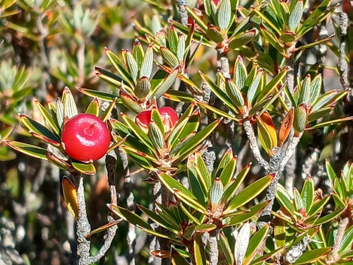 Cyathodes straminea, photograph 1