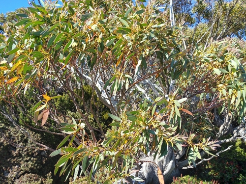Tasmanian Snow Gum (Eucalyptus coccifera)