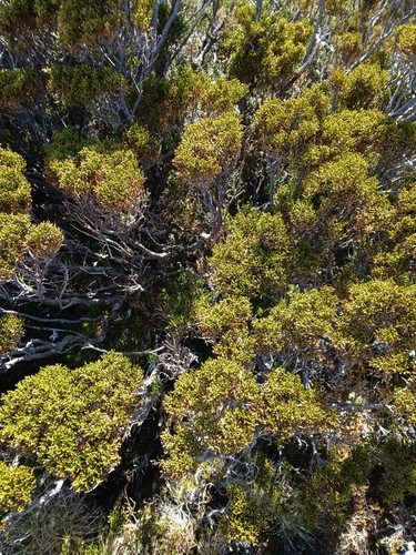 Pherosphaera hookeriana, photograph 1