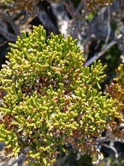 Pherosphaera hookeriana, photograph (c) naturewatchwidow, some rights reserved (CC BY)