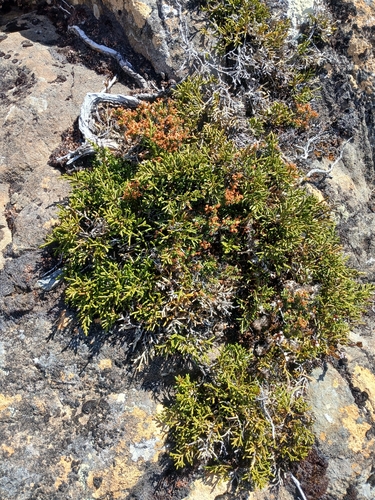 Creeping pine (Microcachrys tetragona)