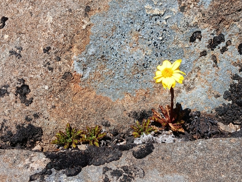 alpine groundsel (Scapisenecio pectinatus)