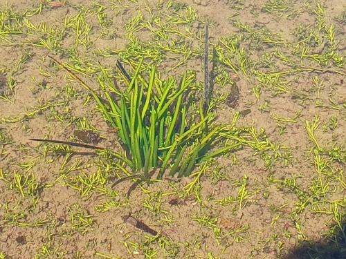 Stout Quillwort (Isoetes gunnii)