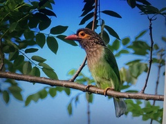 Psilopogon zeylanicus