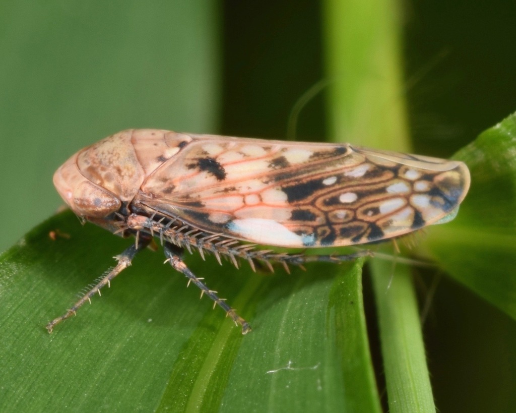 Menosoma