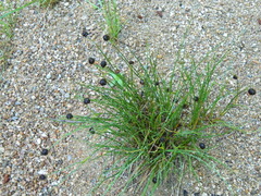 Juncus mertensianus