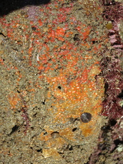 Metandrocarpa taylori