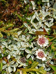 Ewartia meredithae, photograph (c) naturewatchwidow, some rights reserved (CC BY)