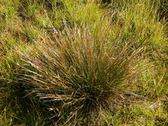 Juncus parryi