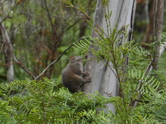 Antechinus stuartii