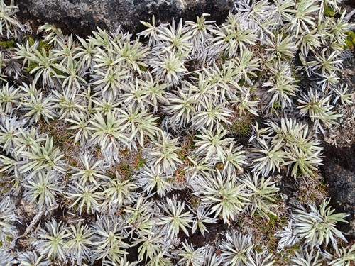 Celmisia saxifraga, photograph 3
