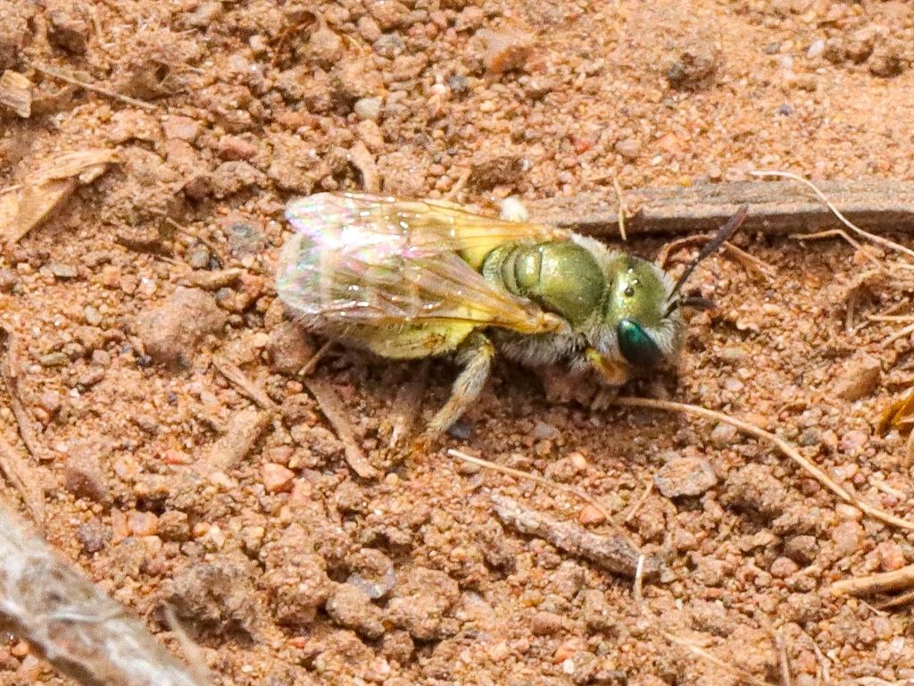 Hoton's Metallic-Furrow bee