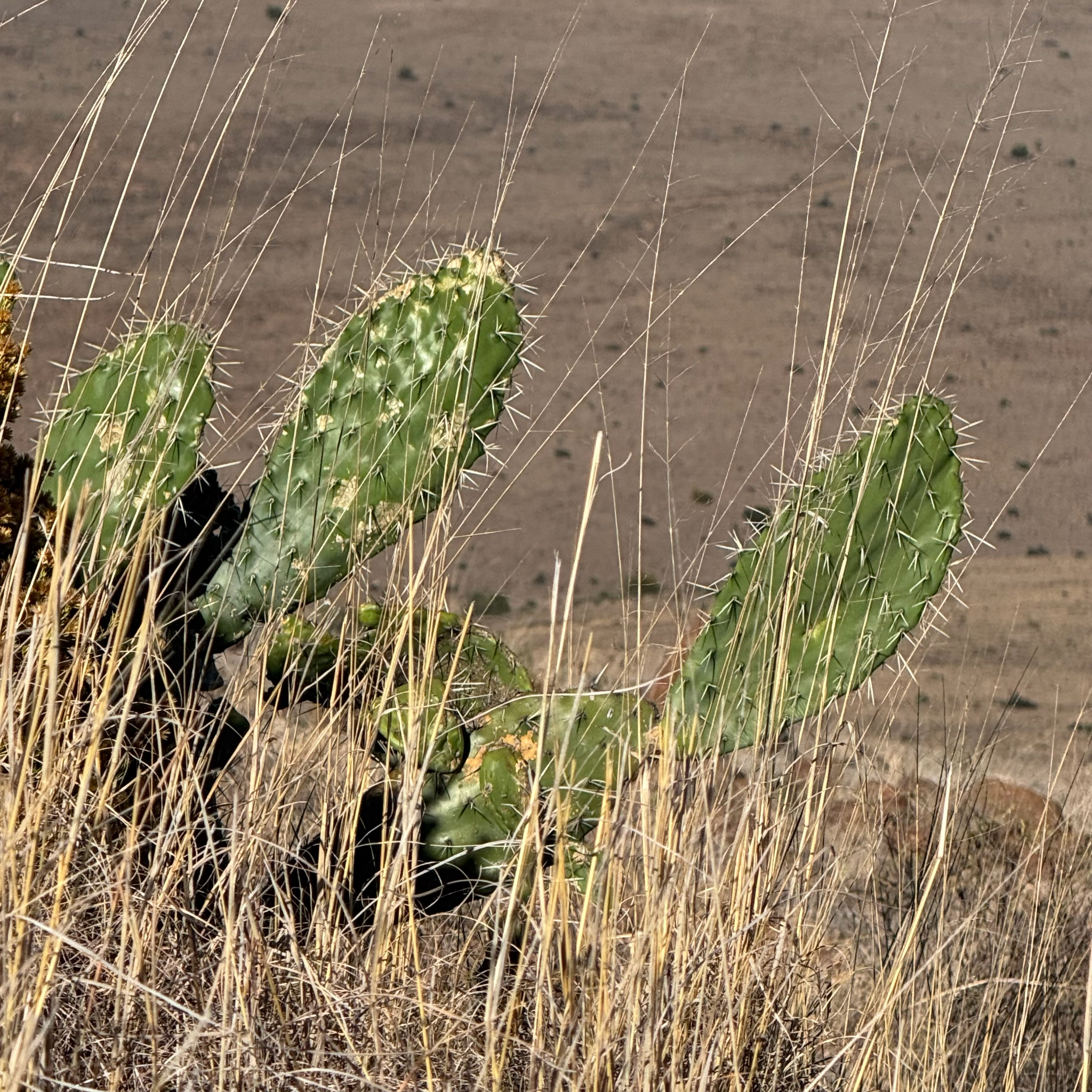 Durango prickly pear