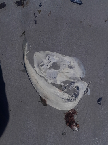 Bluntnose fiddlefish (Acroteriobatus blochii) — Rhinobatidae