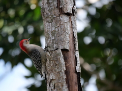 Melanerpes carolinus image