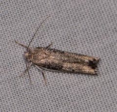 Xylorycta melaleucae