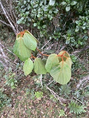 Litsea speciosa (Actinodaphne speciosa)