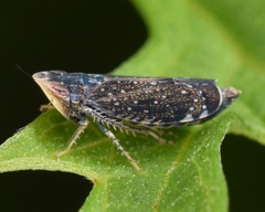 Scaphytopius frontalis