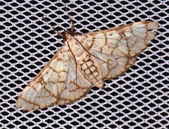 Aphytoceros lucusalis