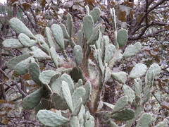 Opuntia fuliginosa