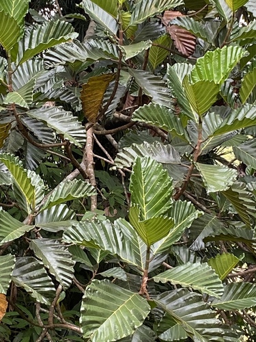 Artocarpus nobilis (Artocarpus nobilis)