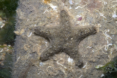 Aquilonastra coronata