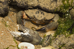 Myomenippe hardwickii