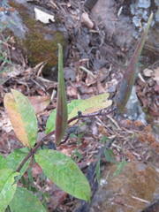 Asclepias auriculata