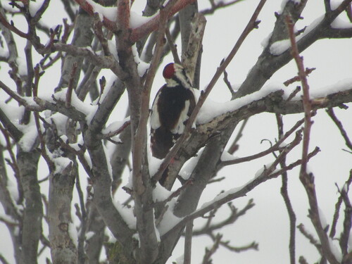 Syrian Woodpecker (Dendrocopos syriacus)