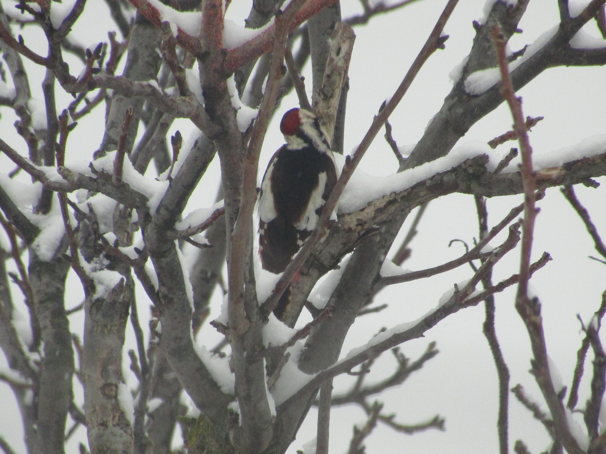 Syrian Woodpecker (Dendrocopos syriacus), photo 1