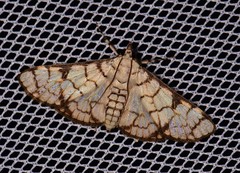 Aphytoceros lucusalis