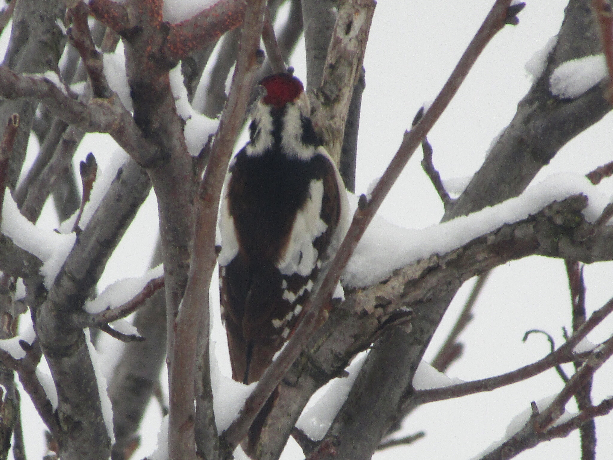Syrian Woodpecker (Dendrocopos syriacus), photo 2